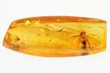 Fossil Fungus Gnats and True Midges in Baltic Amber #310969-1